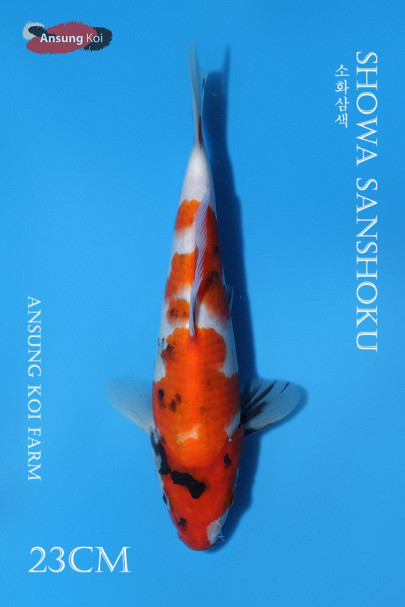 소화 23cm