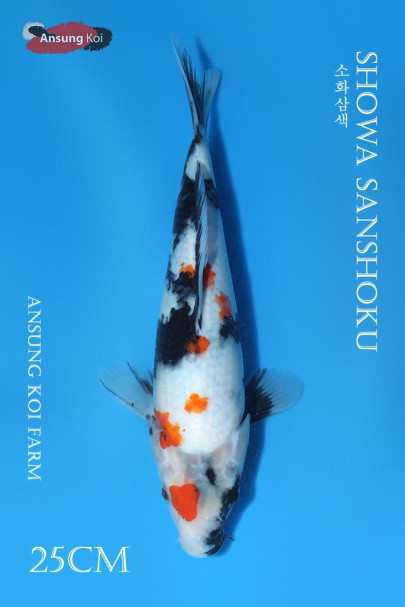 소화 25cm