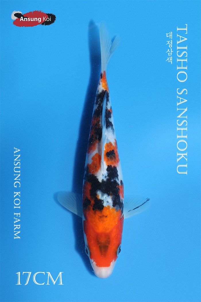 대정삼색 17cm