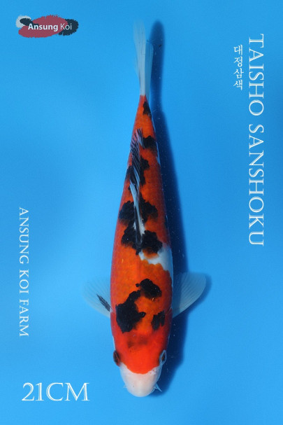 대정삼색 21cm