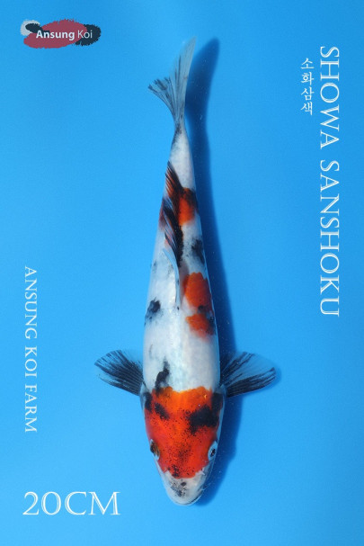 소화 20cm