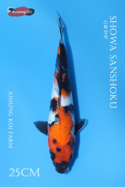소화삼색 25cm