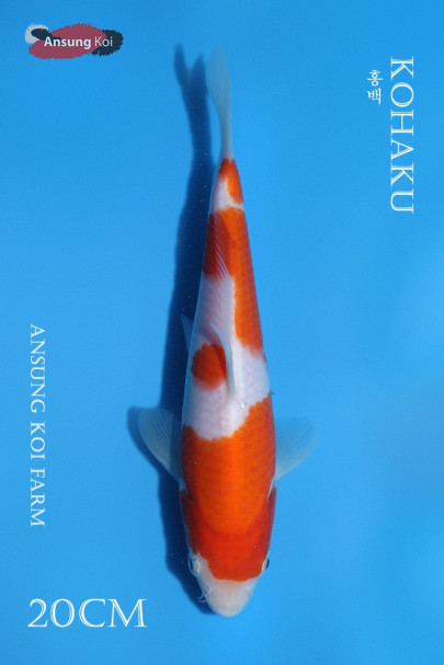 홍백 20cm