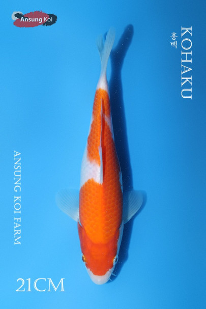 홍백 21cm
