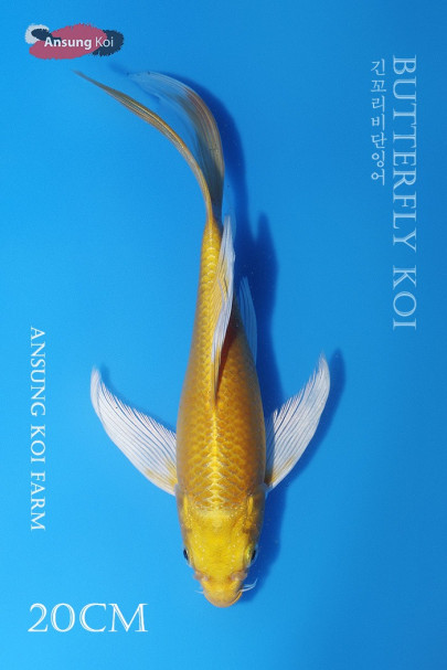 골드 버터플라이코이 20cm