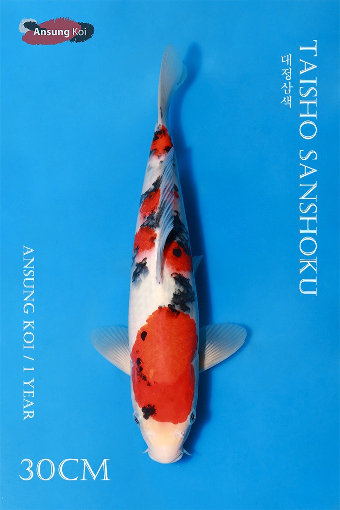대정삼색 30cm