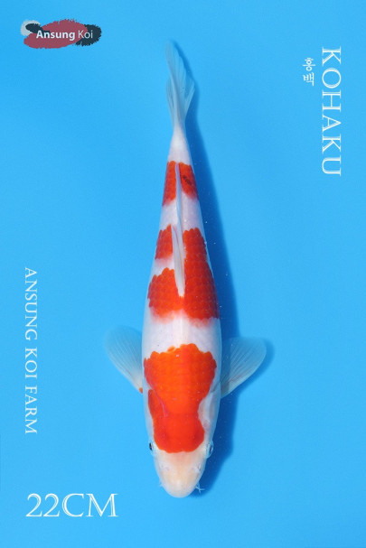 홍백 22cm