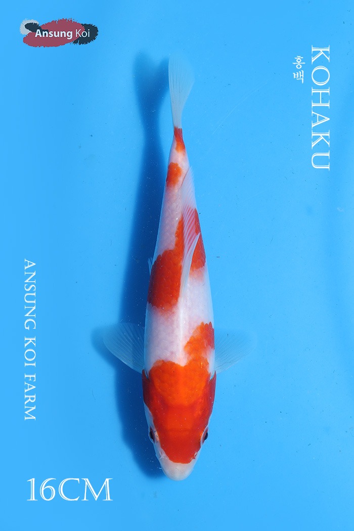 홍백 16cm