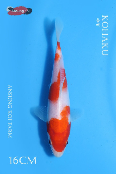 홍백 16cm