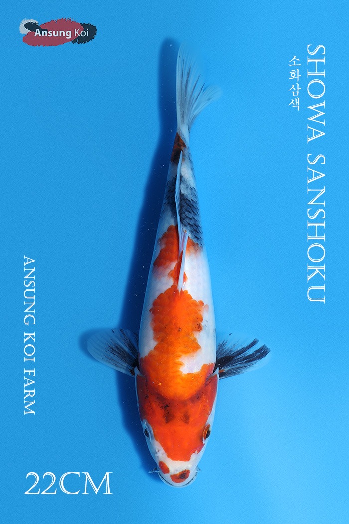 소화삼색22cm