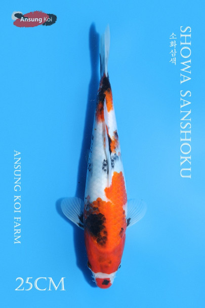 소화삼색25cm