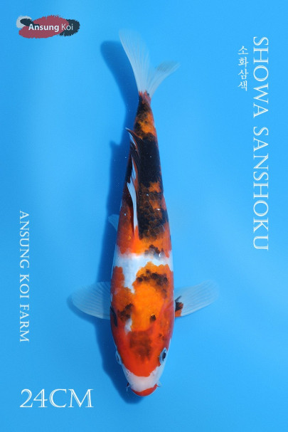 소화삼색24cm