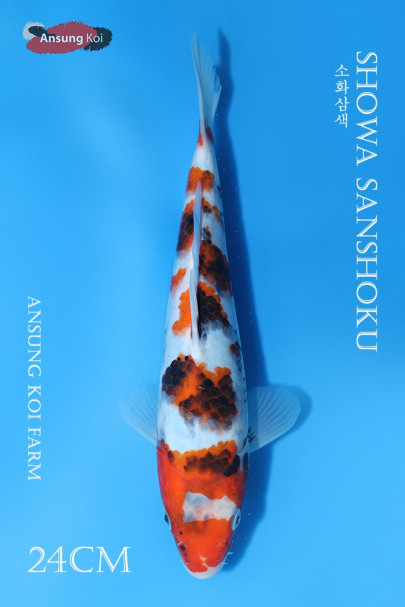 소화삼색24cm