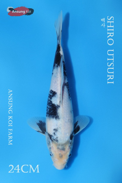 백사 24cm