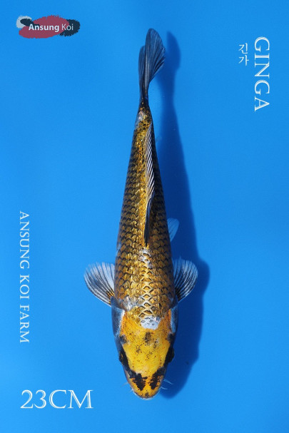 은린 긴가 23cm