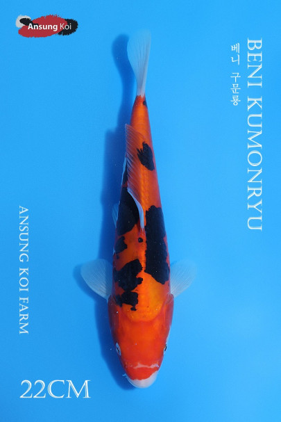 베니 구문룡 22cm