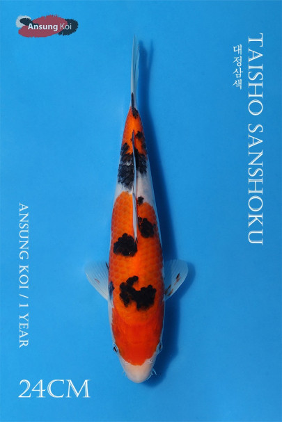 대정삼색 24cm