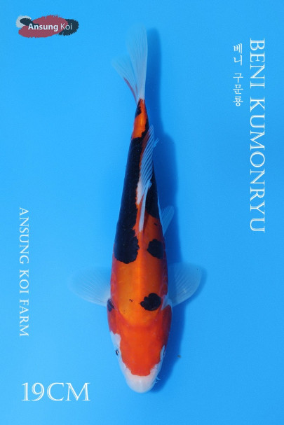 베니 구문룡 19cm
