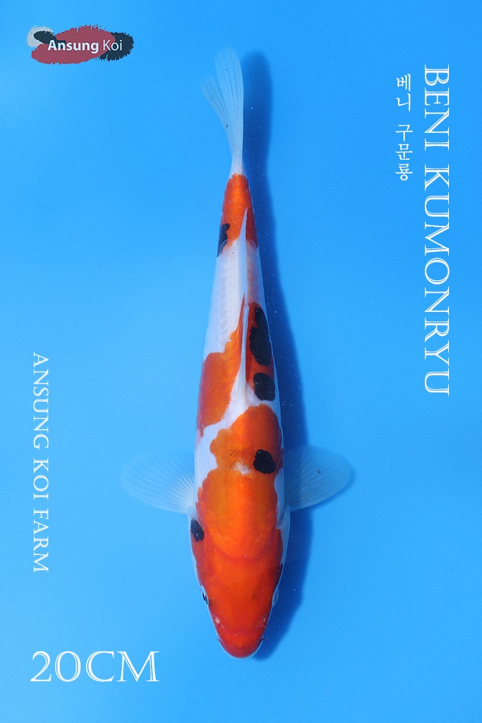 베니 구문룡 20cm