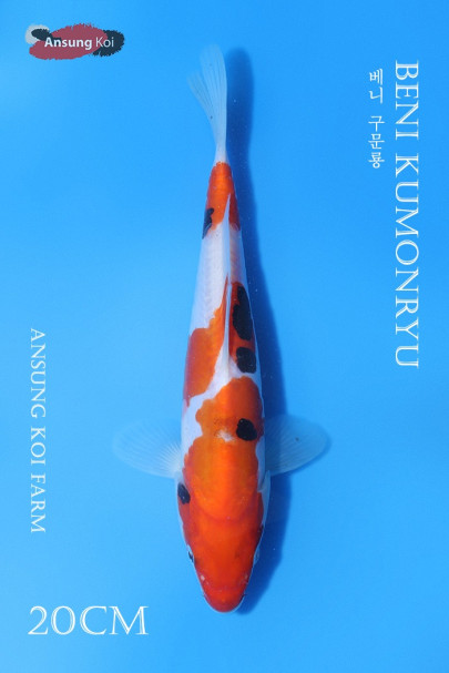 베니 구문룡 20cm
