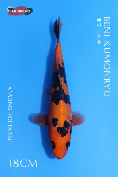 베니 구문룡 18cm