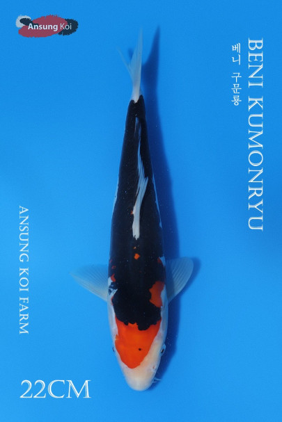 베니 구문룡 22cm