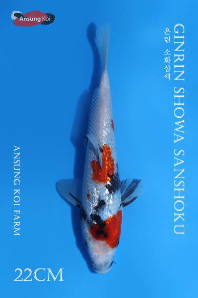 은린 소화삼색 22cm