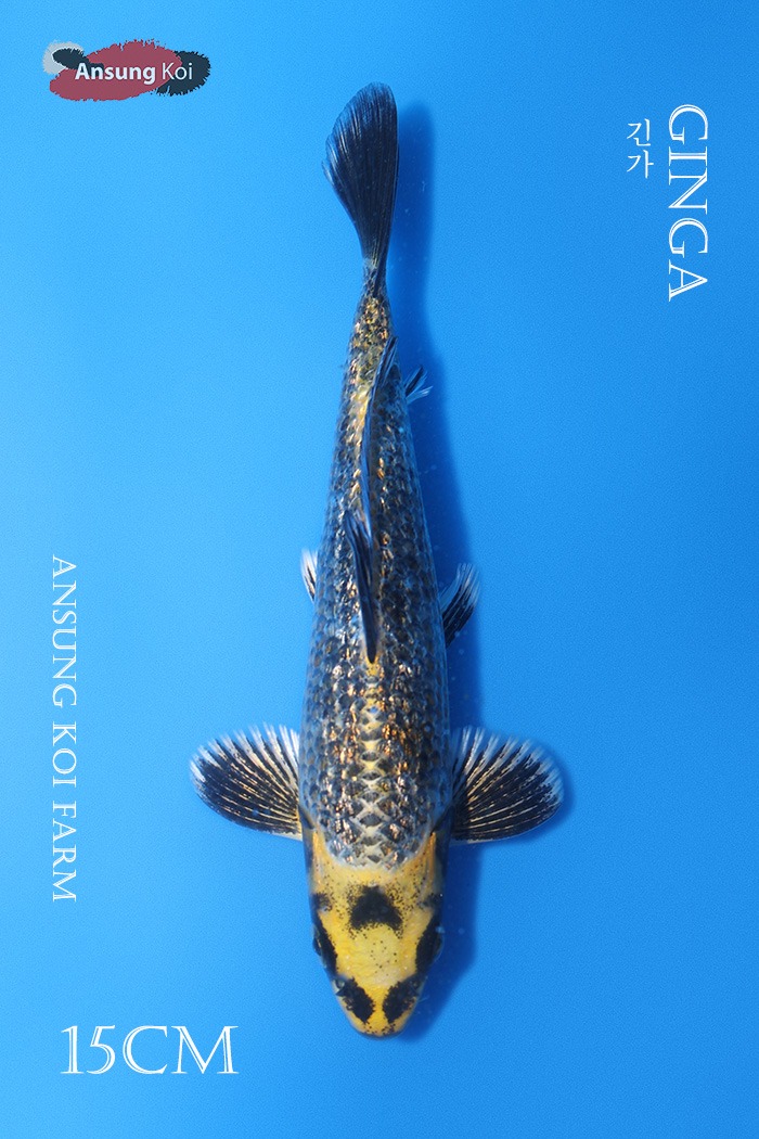 은린 긴가 15cm