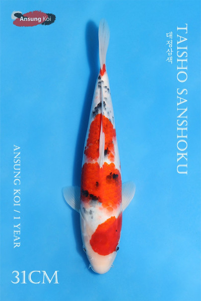 대정삼색 31cm