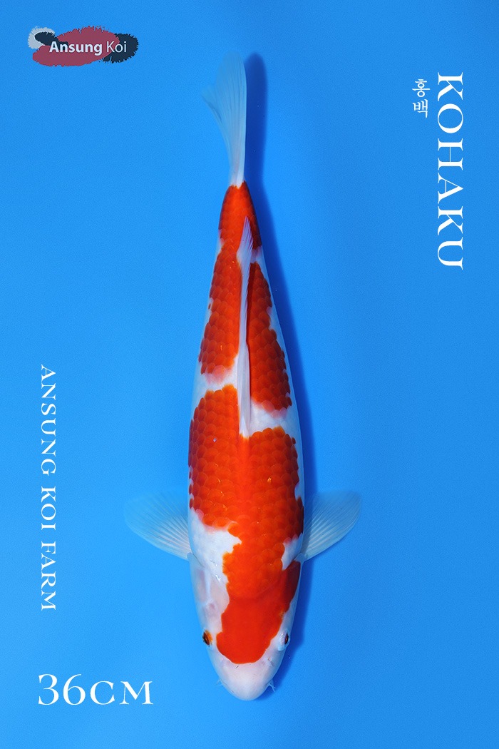 홍백 36cm