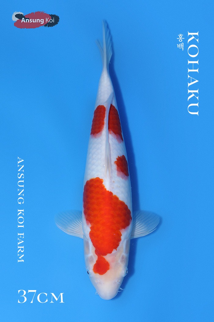 홍백 37cm