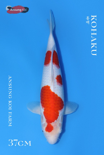 홍백 37cm