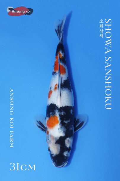 소화삼색31cm