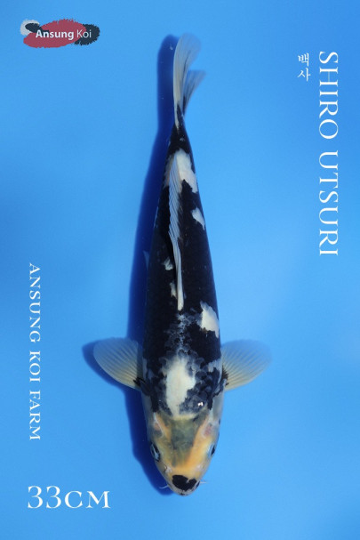 백사 33cm