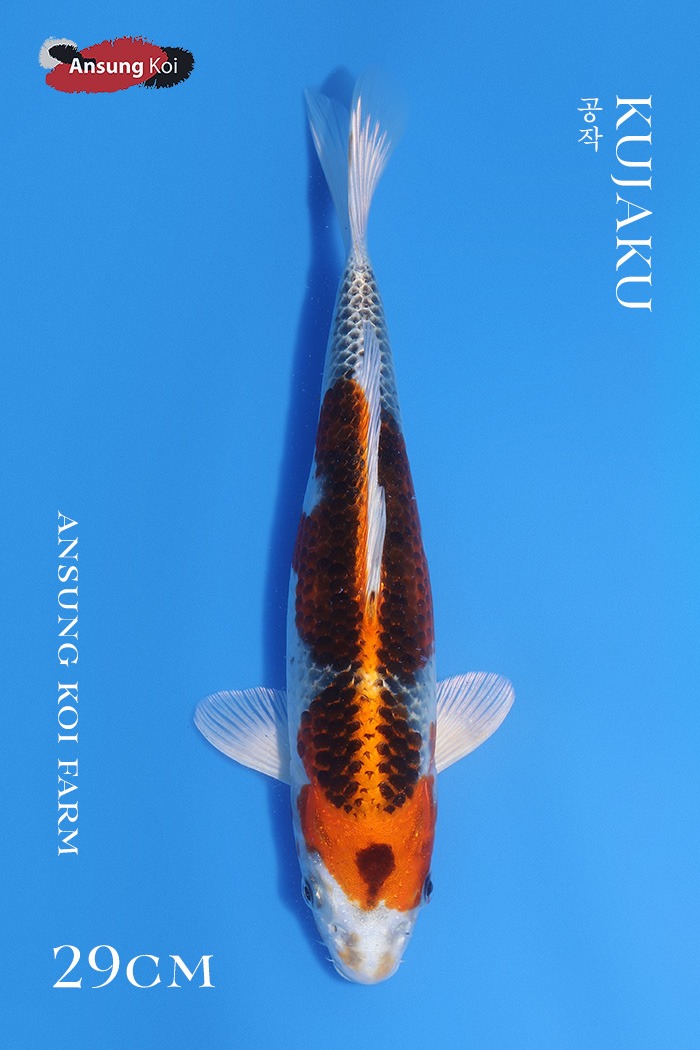 공작 29cm