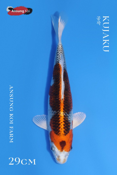 공작 29cm
