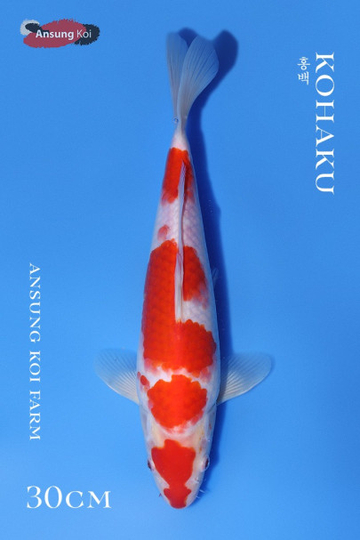 홍백 30cm