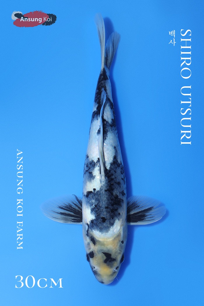 백사 30cm