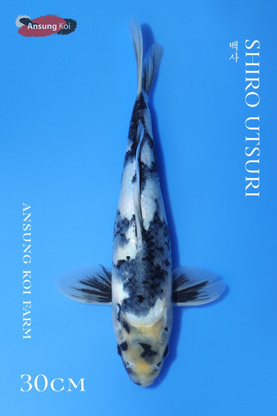 백사 30cm