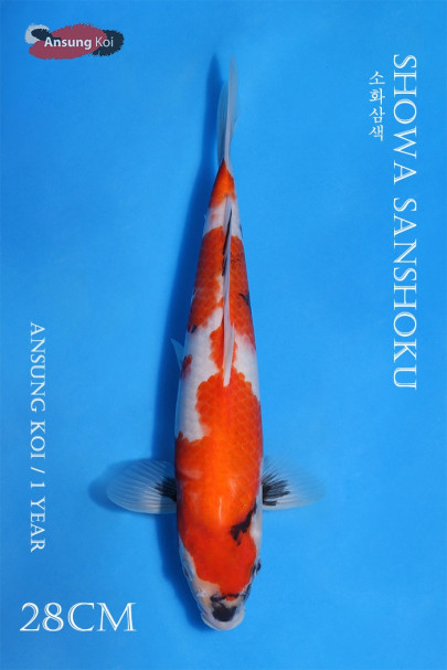 소화삼색 28cm