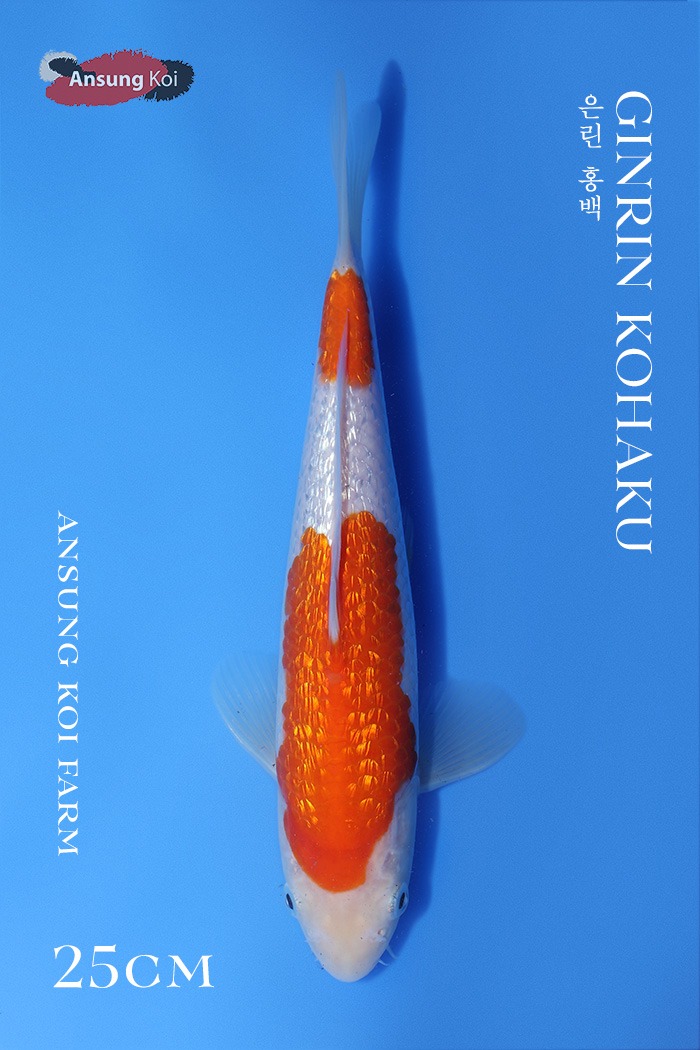 은린 홍백 25cm