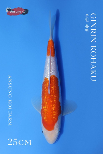 은린 홍백 25cm