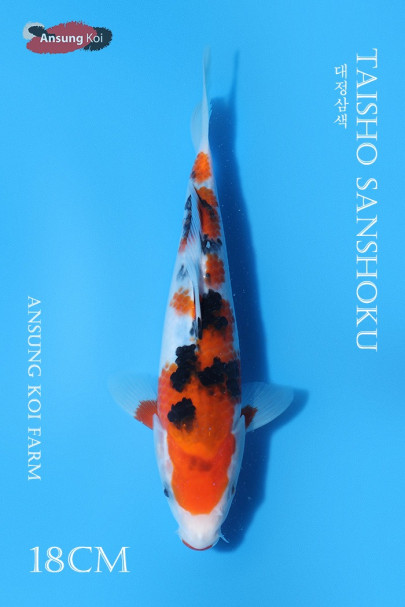 대정삼색 18cm