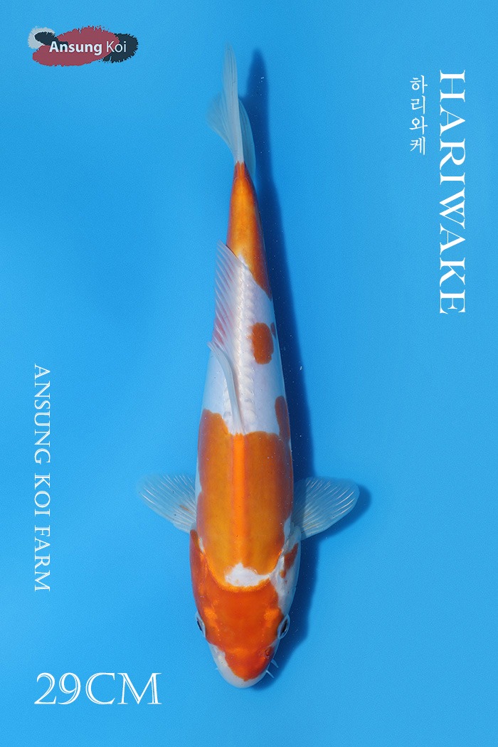 도이치 하리와케 29cm