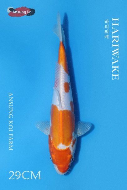 도이치 하리와케 29cm