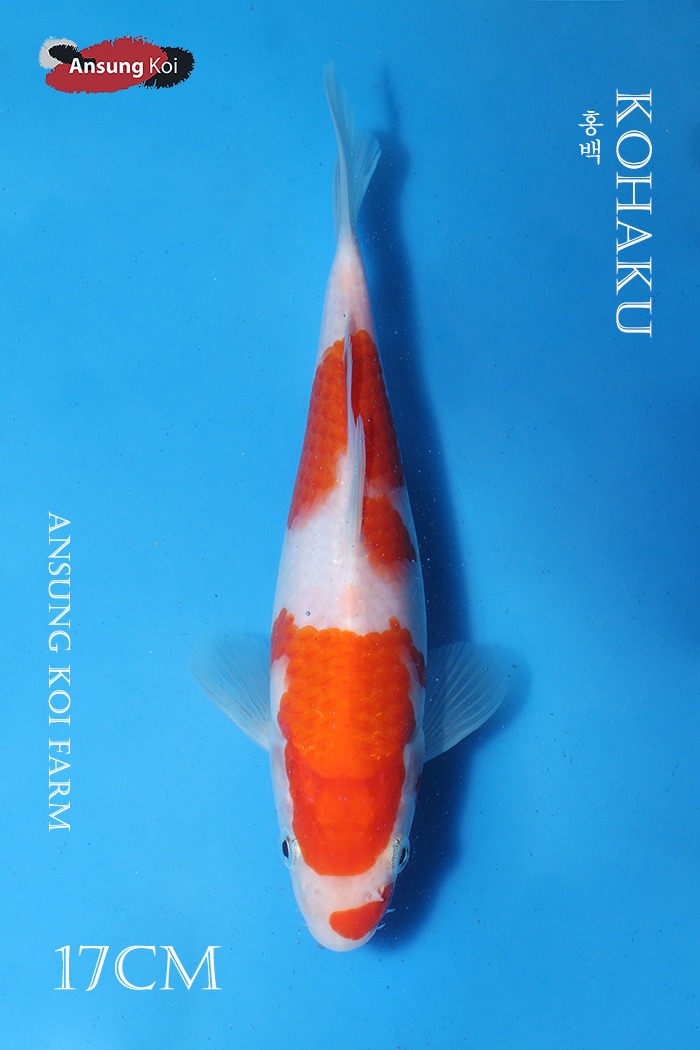 홍백 17cm