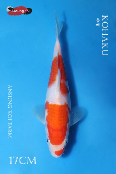 홍백 17cm