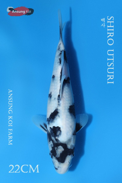 백사 22cm