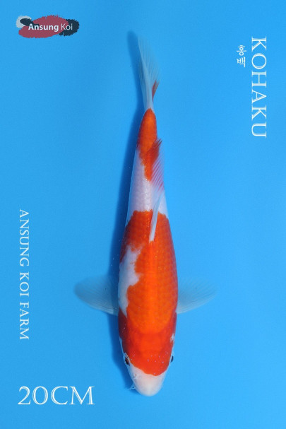 홍백 20cm