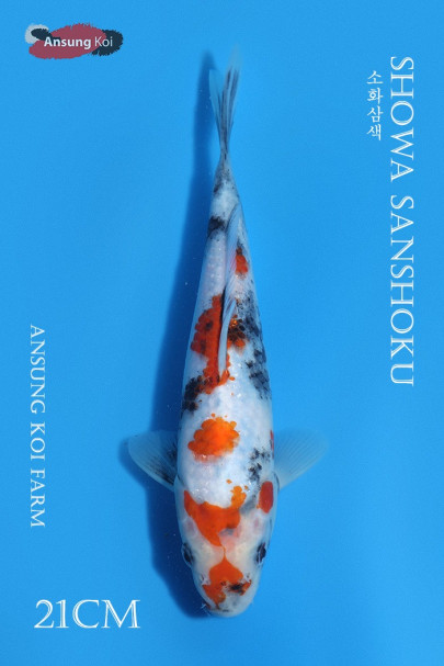 소화삼색 21cm